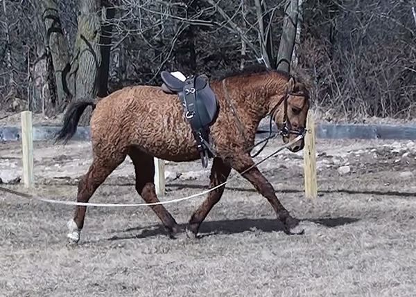 American Bashkir Curly Horse